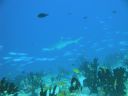 DSC00463.JPG