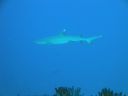 DSC00468.JPG