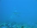 DSC00486.JPG