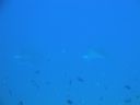 DSC00635.JPG