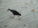 DSC00650.JPG