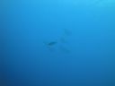 DSC00665.JPG