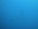 DSC00666.JPG
