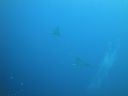 DSC00676.JPG