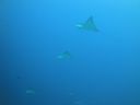 DSC00679.JPG