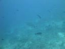 DSC00686.JPG