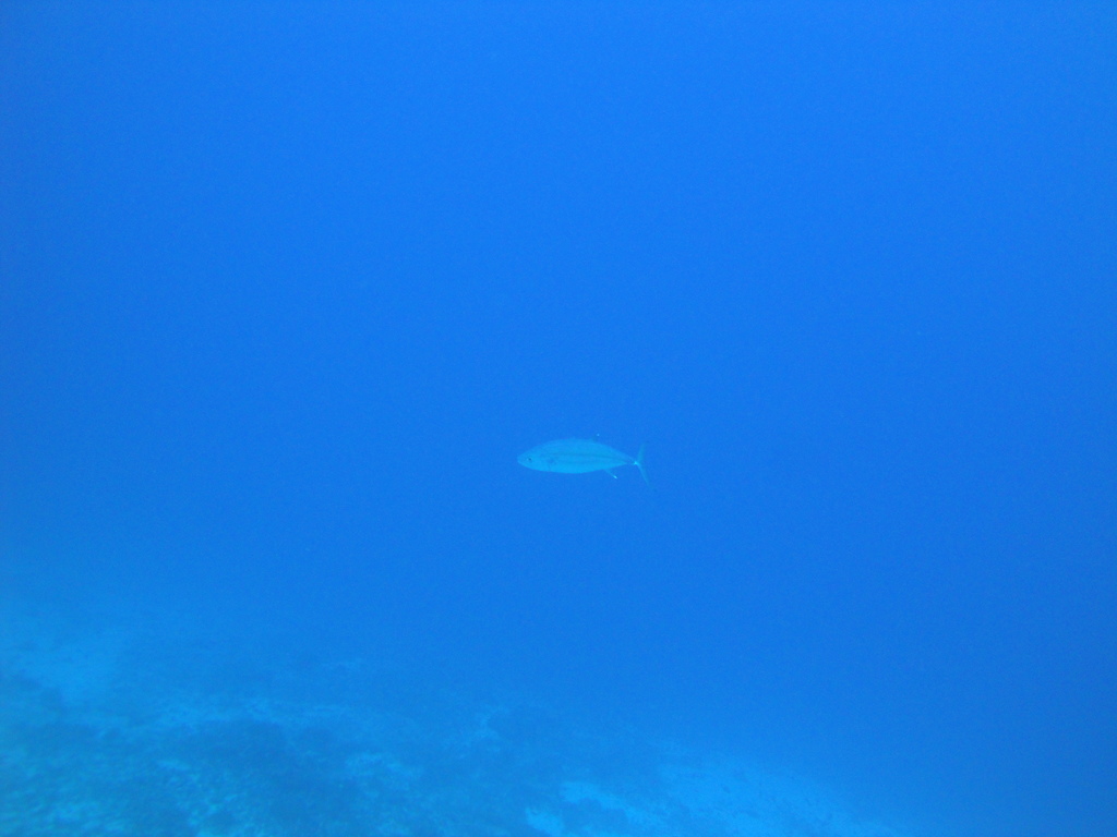 DSC00234.JPG