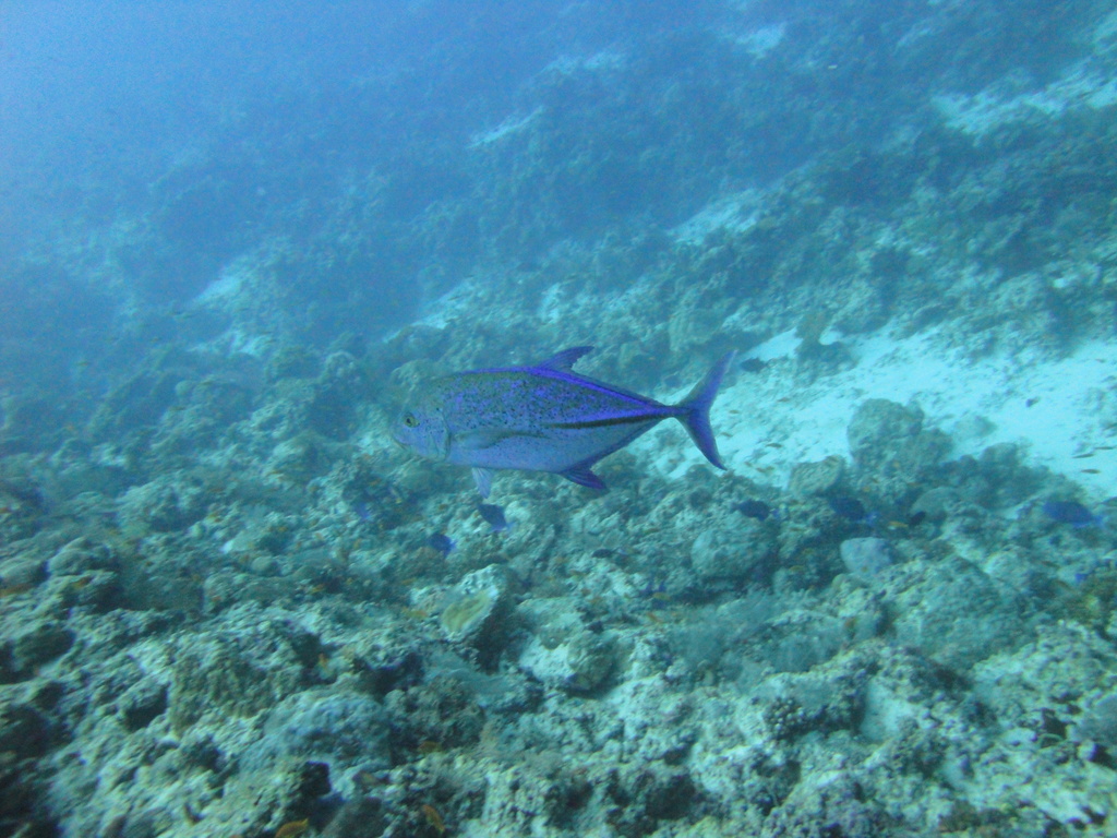 DSC00466.JPG