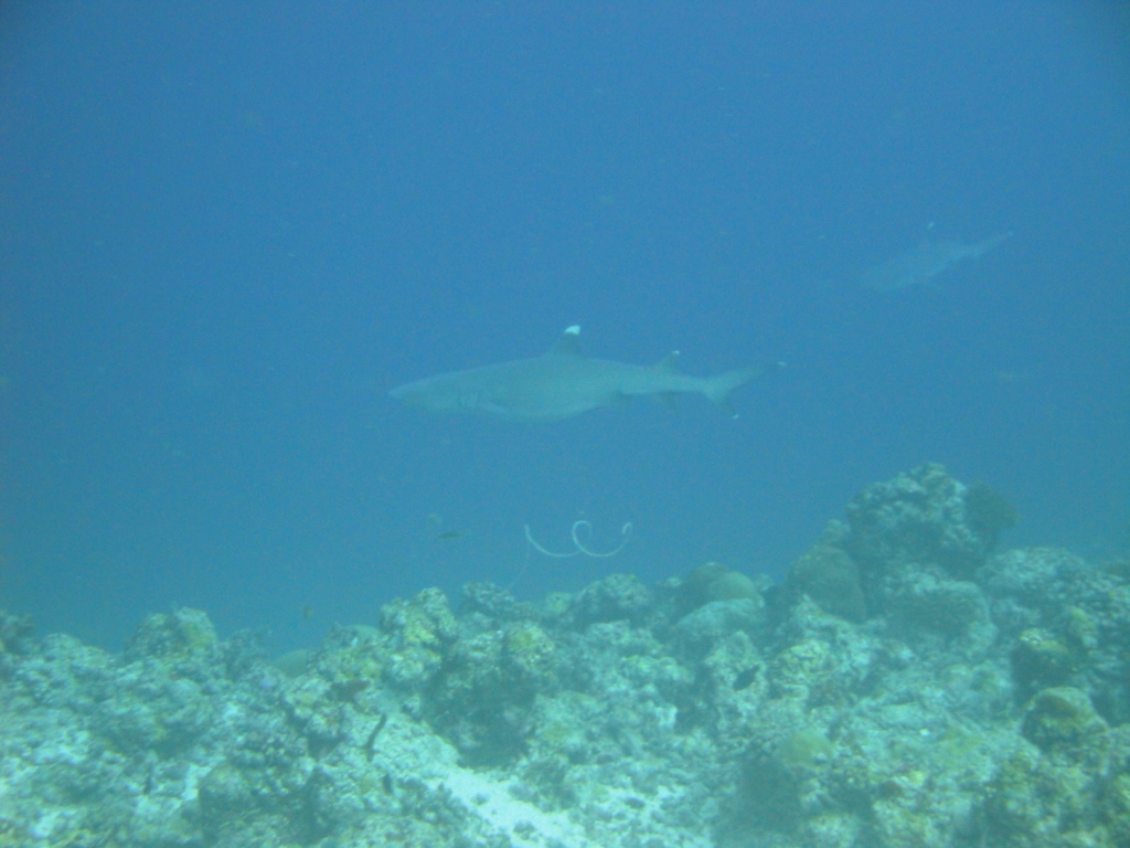 DSC00484.JPG