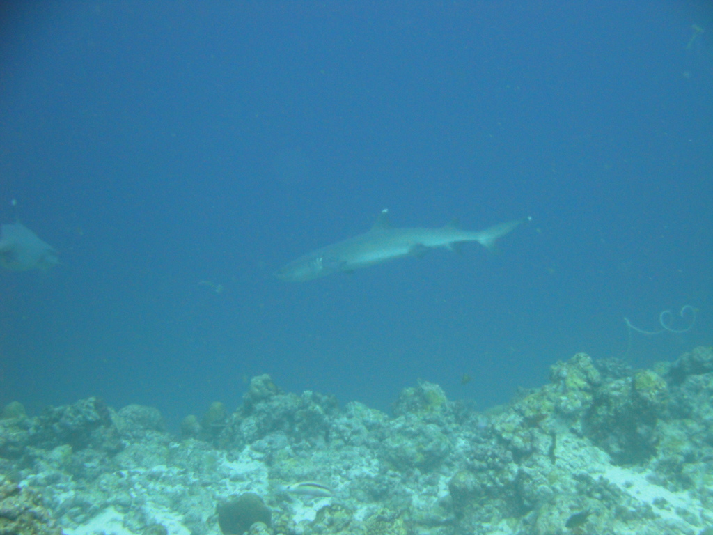 DSC00485.JPG