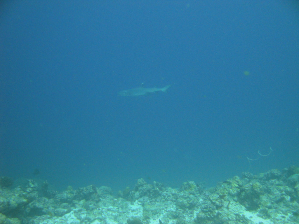 DSC00486.JPG