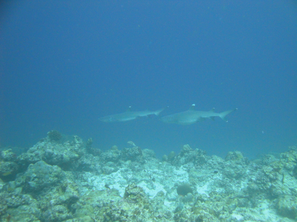 DSC00488.JPG