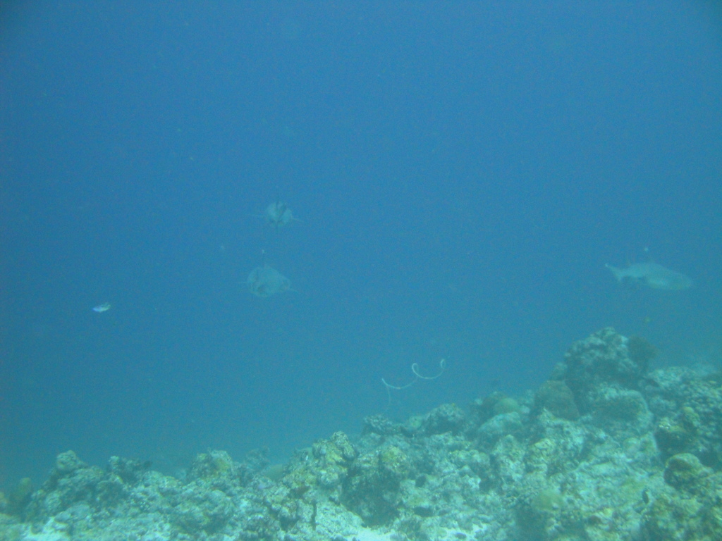 DSC00494.JPG