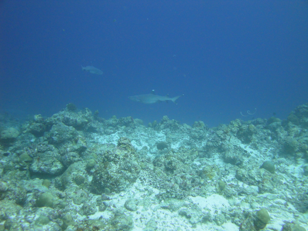 DSC00498.JPG
