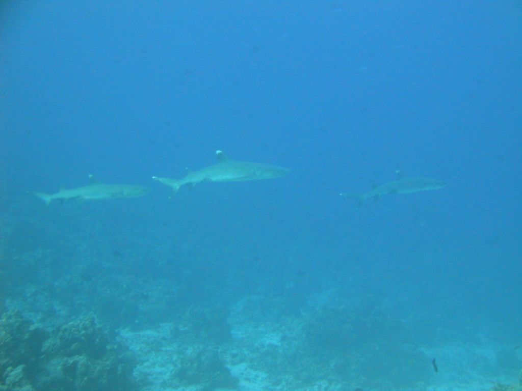 DSC00588.JPG