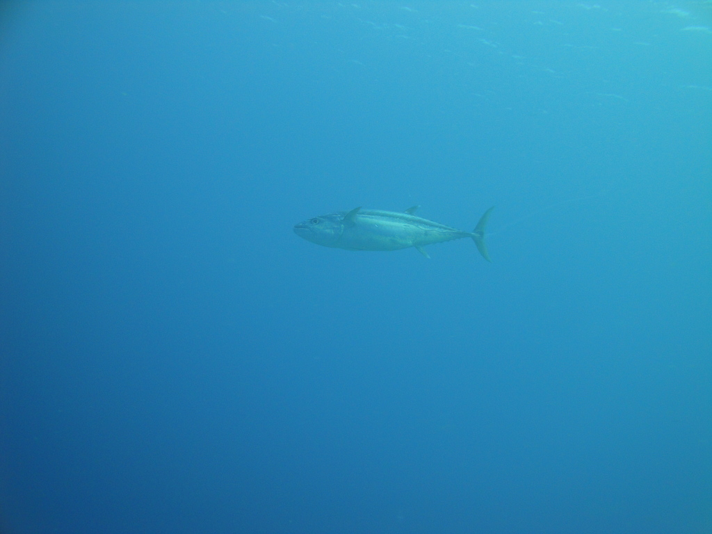 DSC00603.JPG