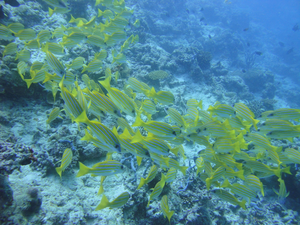 DSC00730.JPG