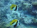 Filename=DSC00026.JPG
Filesize=424KiB
Dimensions=1024x768
Date added=Aug 05, 2014 DSC00026.JPG