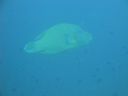 Filename=DSC00031.JPG
Filesize=249KiB
Dimensions=1024x768
Date added=Aug 05, 2014 DSC00031.JPG