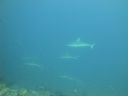 DSC00165.JPG