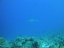 DSC00239.JPG