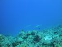 DSC00248.JPG