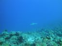 DSC00263.JPG