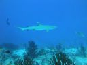 DSC00308.JPG
