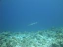 DSC00495.JPG