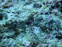 DSC00515.JPG