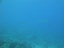 DSC00526.JPG