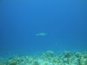 DSC00528.JPG