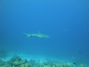DSC00529.JPG