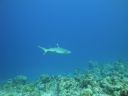 DSC00531.JPG
