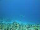 DSC00532.JPG