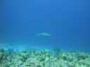 DSC00533.JPG