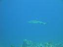 DSC00536.JPG