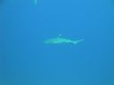 DSC00537.JPG
