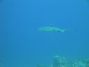 DSC00539.JPG