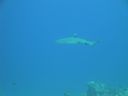 DSC00540.JPG