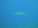 DSC00606.JPG