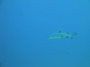 DSC00609.JPG