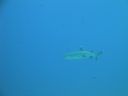 DSC00610.JPG