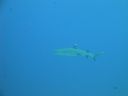DSC00611.JPG