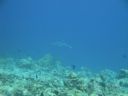 DSC00650.JPG