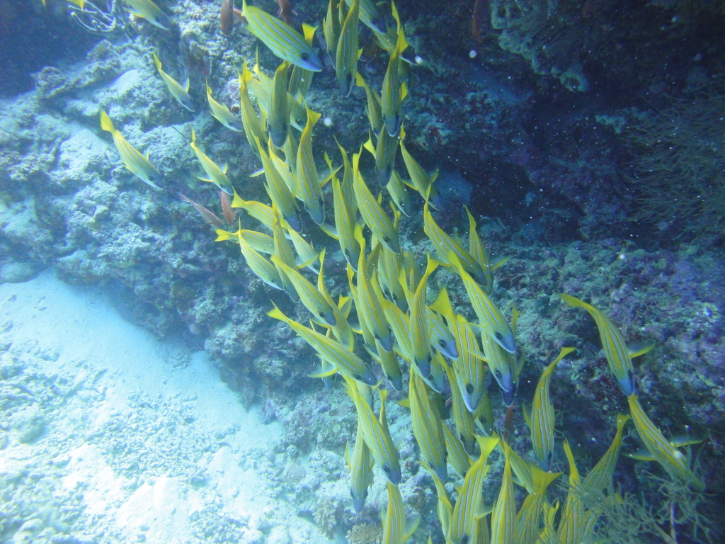 DSC00078.JPG
