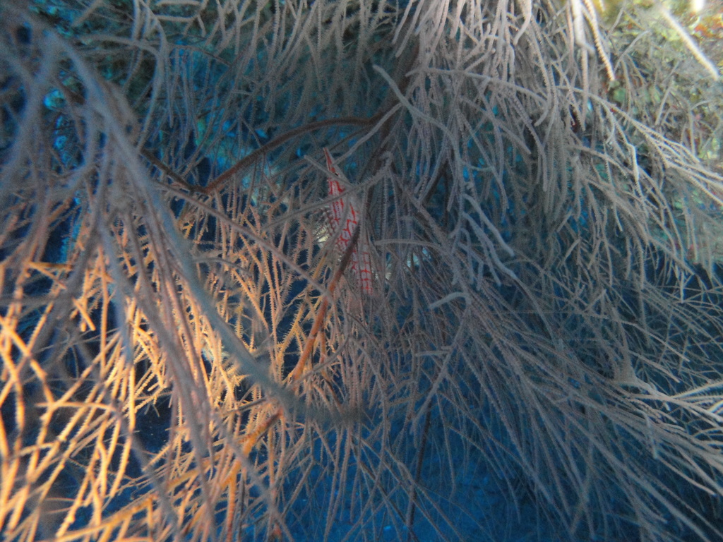 DSC00084.JPG
