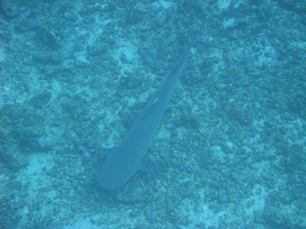DSC00228.JPG