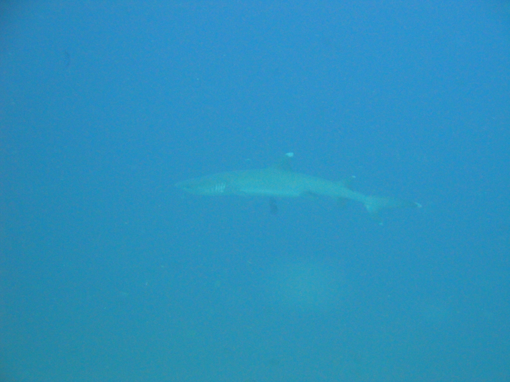 DSC00271.JPG