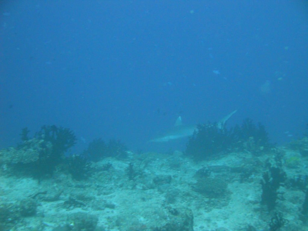 DSC00337.JPG